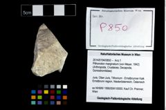 Foto (Objekt + Etikett) von Pithonoton marginatum (von Meyer, 1842)  (NHMW-GEO-2014-0194-0850)